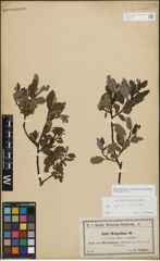 Foto von Salix myrsinifolia Salisb. x Salix phylicifolia L.